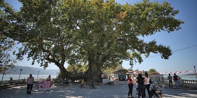 İlk payitahtın yaşayan tanıkları: Çınarlar
