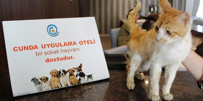 Uygulama oteli sokak hayvanlarına kucak açıyor