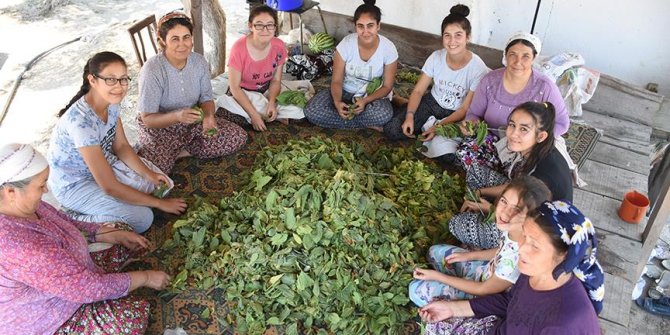 Tütün çiftçisine 'okumuş evlat' desteği