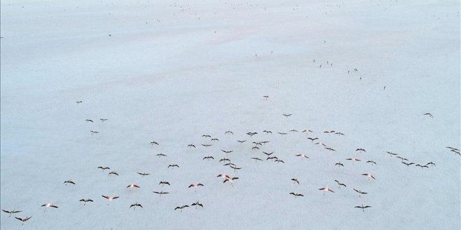 'Tuz Gölü'ndeki flamingo ölümleri doğal seleksiyona bağlı'