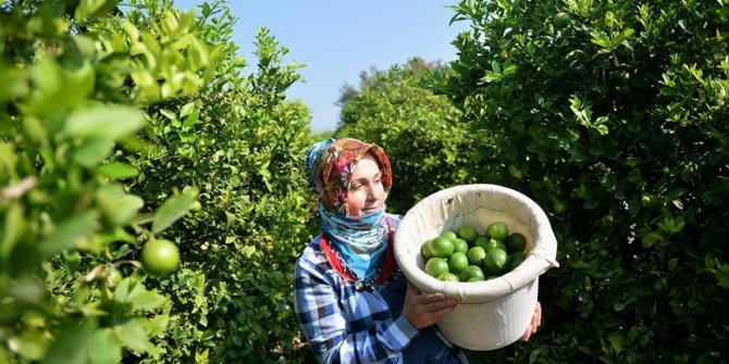 Limon hasadında yük kadınlarda