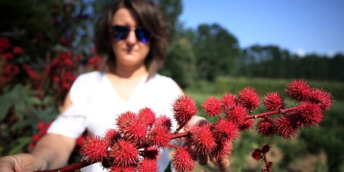 Tıbbi ve aromatik bitki üretimine akademik destek