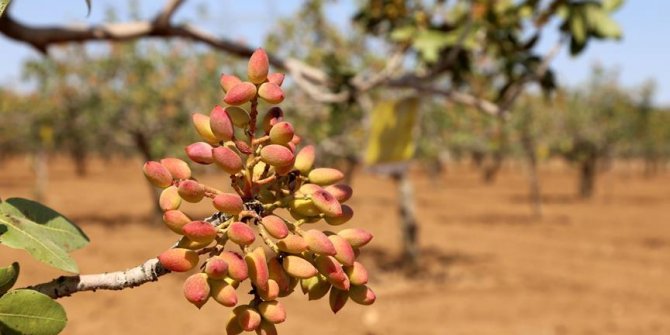 Türkiye ile İran Antep fıstığı için ortak proje üretecek