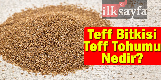 Teff Tohumu, Teff Bitkisi Nedir? Faydaları Nelerdir? Zayıflatır mı?