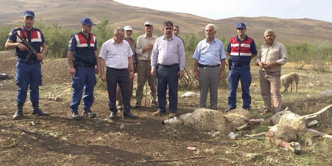 Çorum'da 78 küçükbaş hayvan telef oldu