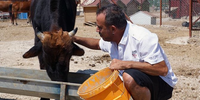 Haluk Levent dana 'Ferdinand'ı ziyaret etti