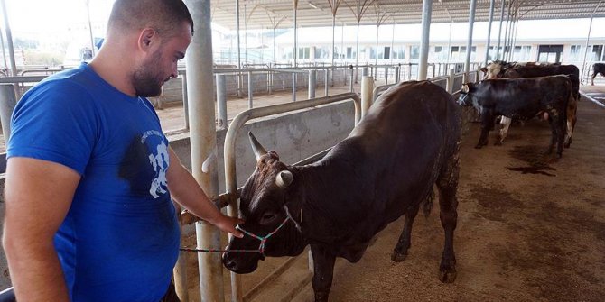 Üç bacaklı dana 'Aliş' yeni sahibini buldu
