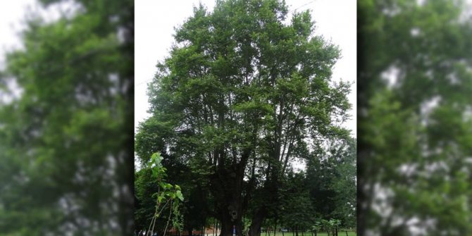 Samsun'da 900 yaşındaki çınar ağacı tescillendi