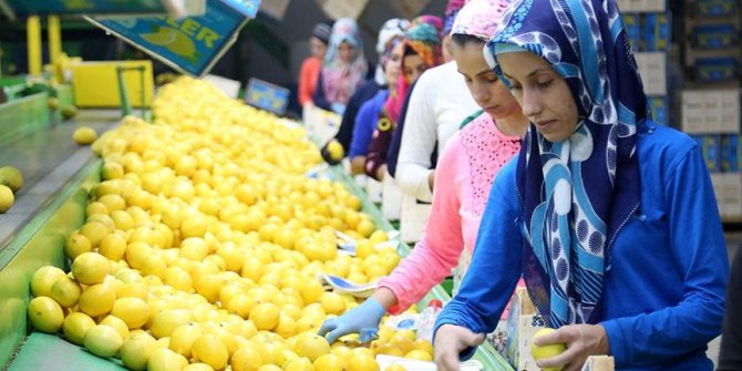 Narenciyede erken hasat, ihracatı artırdı