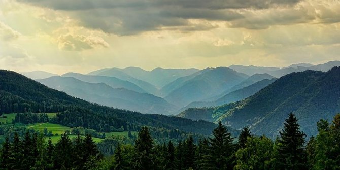 Yeni harita orman kayıplarının nedenini ortaya koyuyor