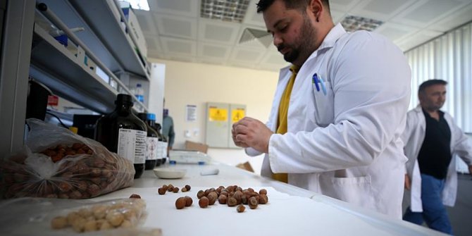 Fındık atıklarından kemoterapi ilacı etken maddesi