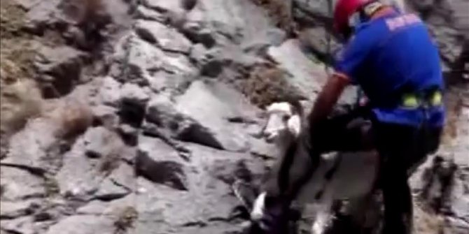 Yamaçta mahsur kalan keçiyi AFAD ekipleri kurtardı
