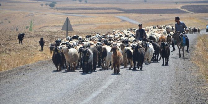 Et sorununa 'küçükbaş hayvan' çözümü