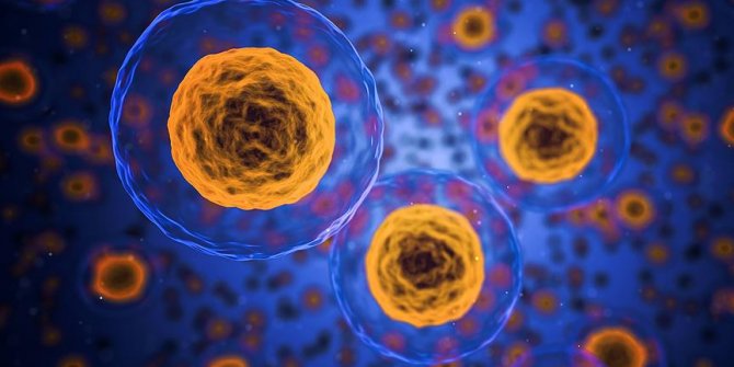 Kök hücreyle laboratuvarda yemek borusu dokusu büyütüldü