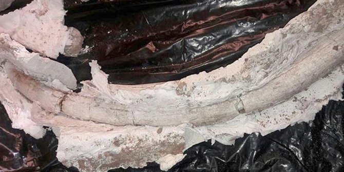 İran'da 20 milyon yıllık fildişi fosili bulundu