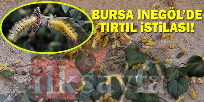 Bursa İnegöl'de tırtıl istilası korkuttu!