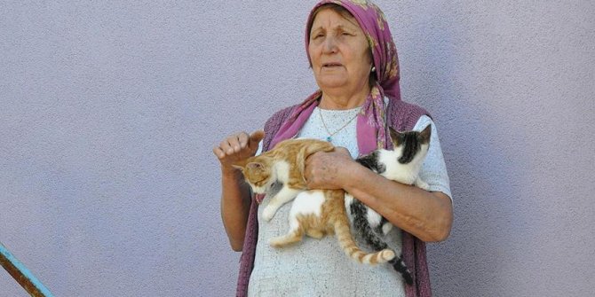 Köyün kaderine terk edilen kedilerine annelik yapıyor