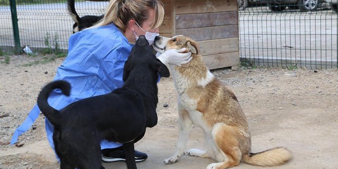 Engelli sokak köpekleri hayata sevgiyle tutunuyor