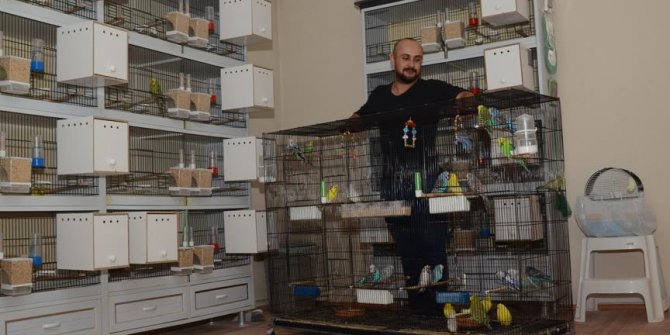 Evinin salonunda 60 muhabbet kuşu besliyor