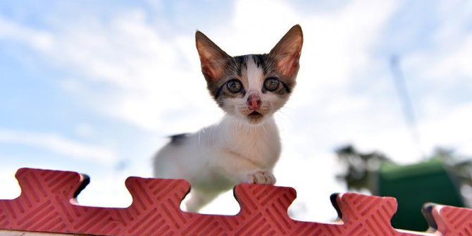 Kediler 'Miyav Park'ı sevdi