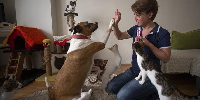 Hayatını evinde beslediği 50 hayvana adadı