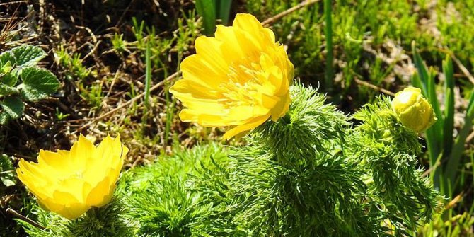 İzine 150 yıl sonra yeniden rastlanan bitki korunacak