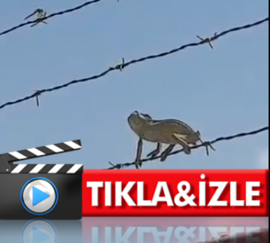 Bukalemun'dan inanılmaz av!