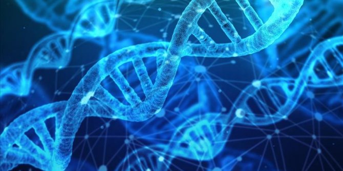 Japonya insan embriyosunda genetik değişikliğe izin verecek