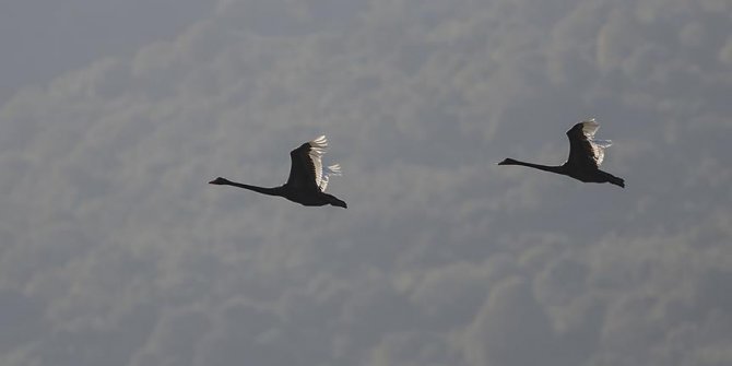 Türkiye'de ilk kez görüntülenen kuğular sevindirdi!