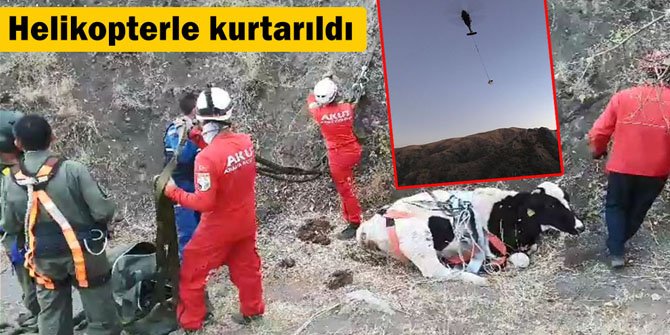 Ayağını sakatlayan inek helikopterle kurtarıldı