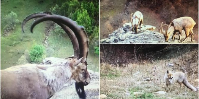 Ordu'da yaban hayatı 'fotokapan'la görüntülendi