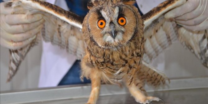 Hakkari'de yaralı bulunan şahin ve baykuş tedavi edildi