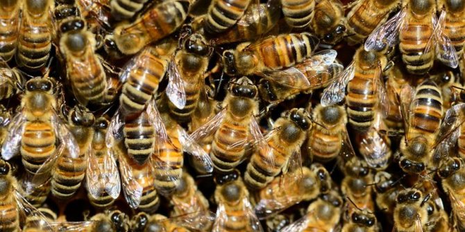 Kilis'te arıların saldırısına uğrayan kadın öldü