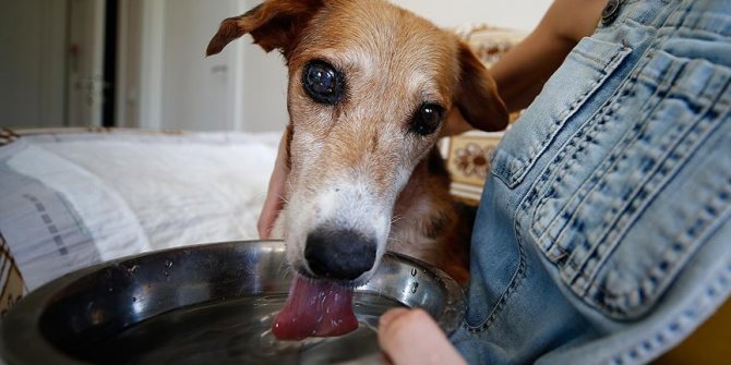 Sokak köpeği vücudundaki 126 saçmayla yaşıyor