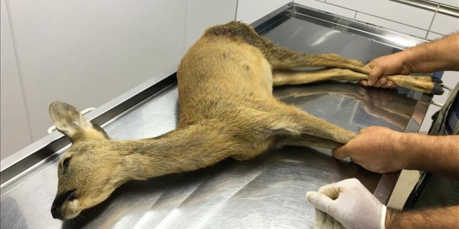 Yaralı halde bulunan karaca tedavi edildi