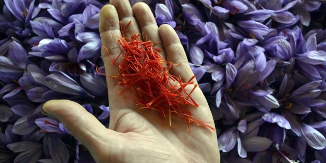 'Mucize bitki'nin üretimi artacak