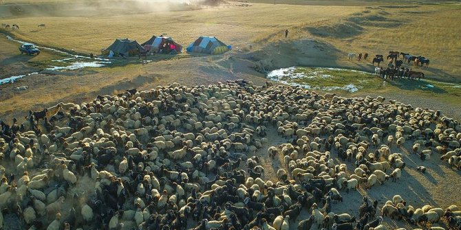 Yayla yasaklarının kaldırılması hayvancılığı canlandırdı