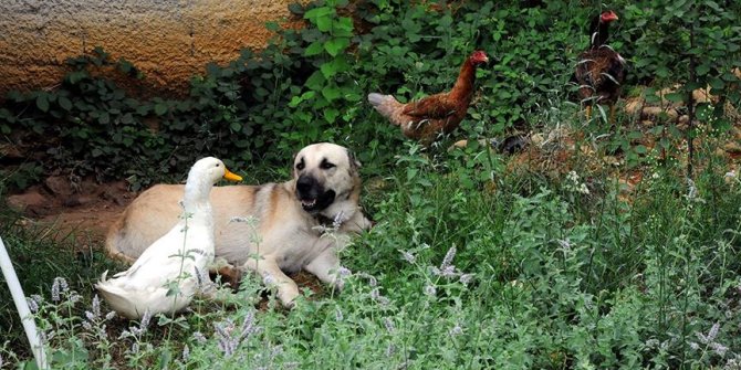 Ördek ile köpeğin şaşırtan dostluğu