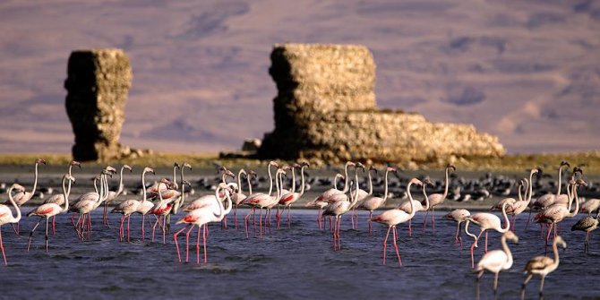 Van Gölü flamingoları ağırlıyor