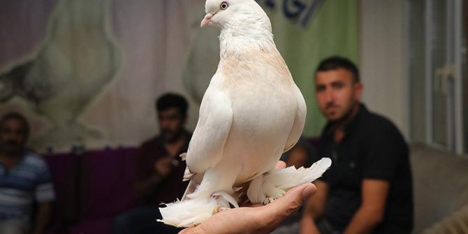 'Kral'a biçilen değer 100 bin lira