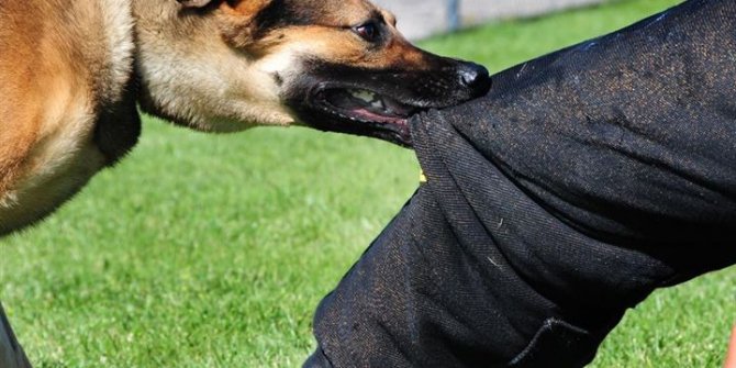 Kırşehir'de sokak köpeği dehşet saçtı! Anne ve kızı yaralandı