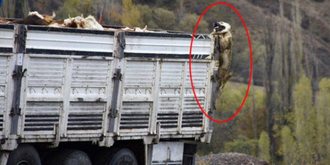 Çoban köpeğinin yaşam mücadelesi