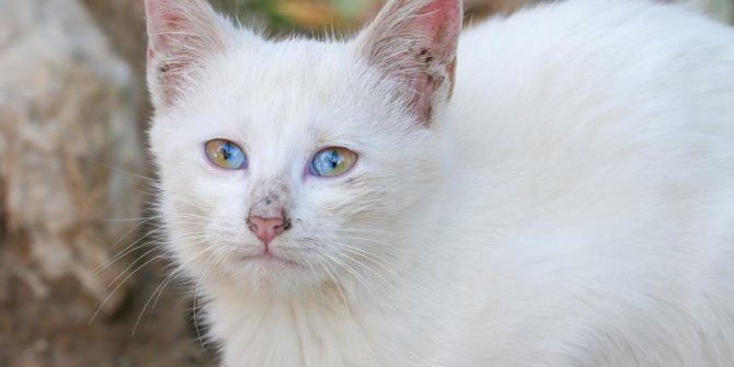 Bu kedi görenleri şaşırtıyor