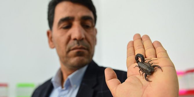 Evinin altında 500 akrep yetiştiriyor