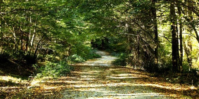 Longoz ormanlarında sonbahar güzelliği