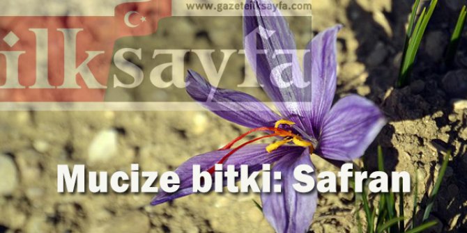 Safran neden bu kadar pahalı? Safran ne işe yarıyor?