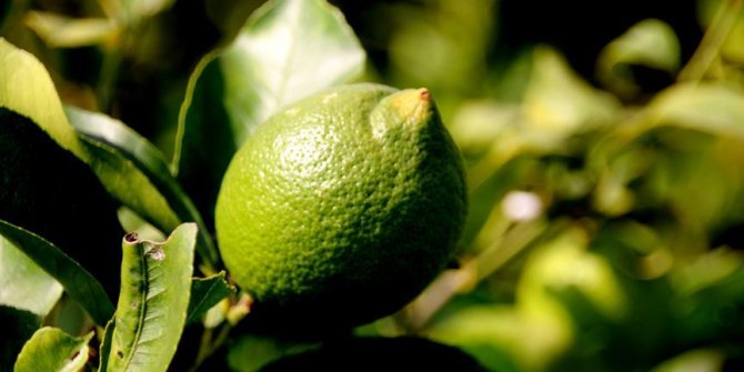 Limonda üretim arttı fiyatlar düştü