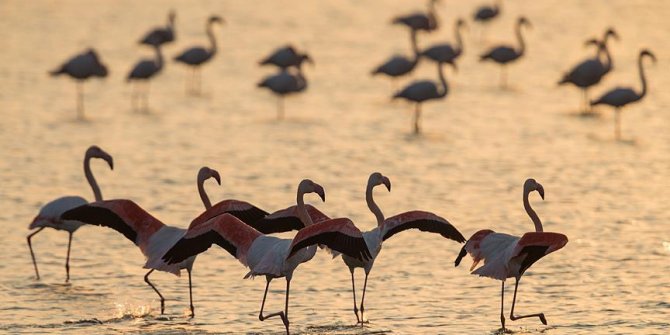 İzmir Kuş Cenneti'nde gün batımı