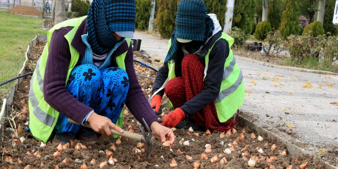 Gölbaşı'nda 100 bin lale soğanı ekildi