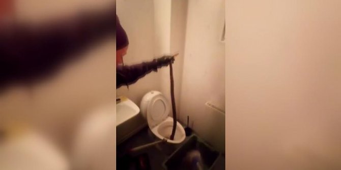 Evin tuvaletinden boa yılanı çıktı!